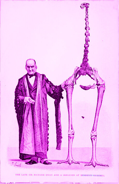 Sir Richard Owen and a skeleton of the giant moa